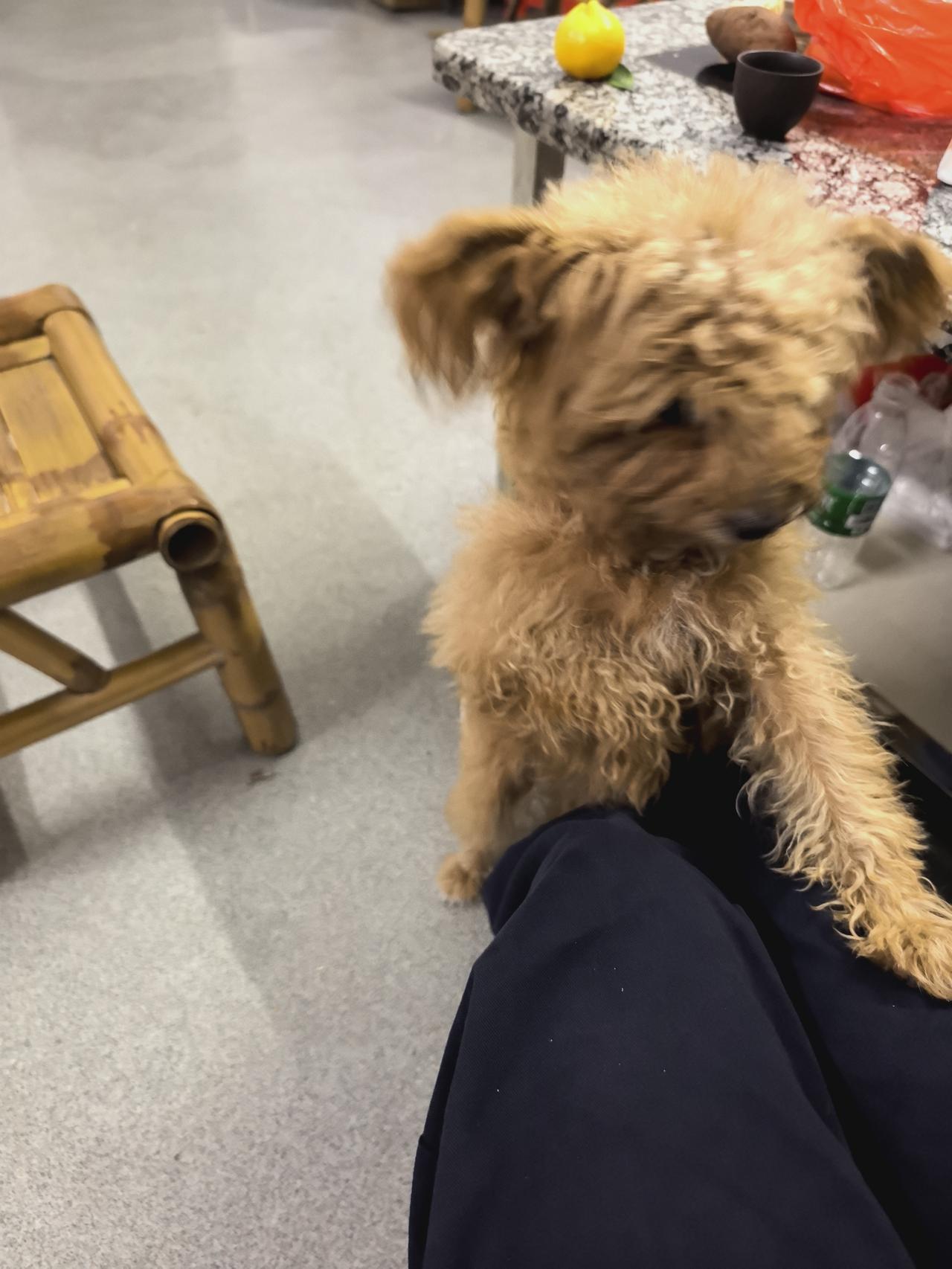 早上五点半醒了，
带小狗子下楼解决方便。
看着友友的回访和评论。
我明白了真心换