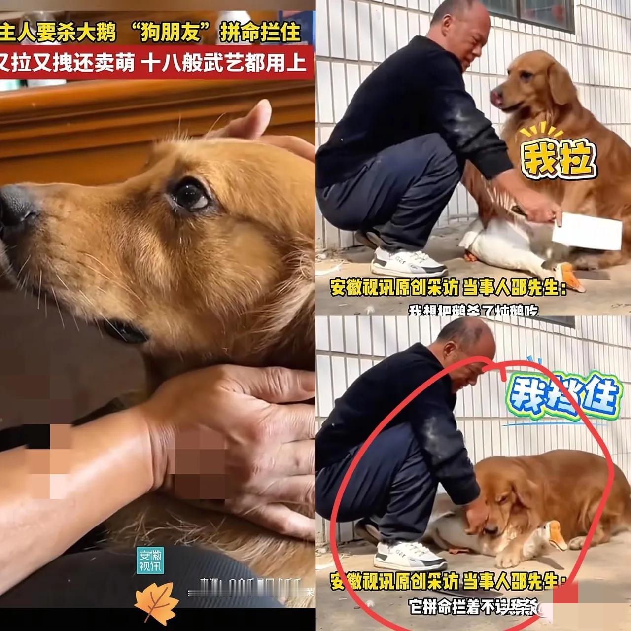 河南一男子准备炖家里养了多年的大鹅，刚拿起刀，家里的金毛狗就冲上来拦住他。金毛咬