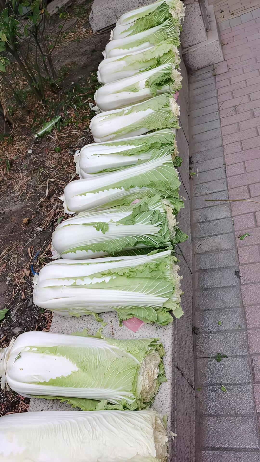 飞走了两颗？
哈哈哈：觉得有些好笑，早上赶早市买了一袋子大白菜，感觉水分有些大，