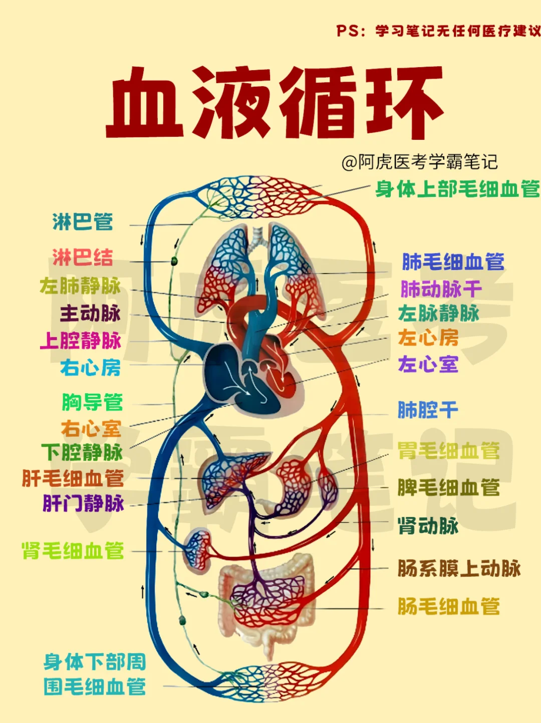医学生笔记📒：血液循环👆
