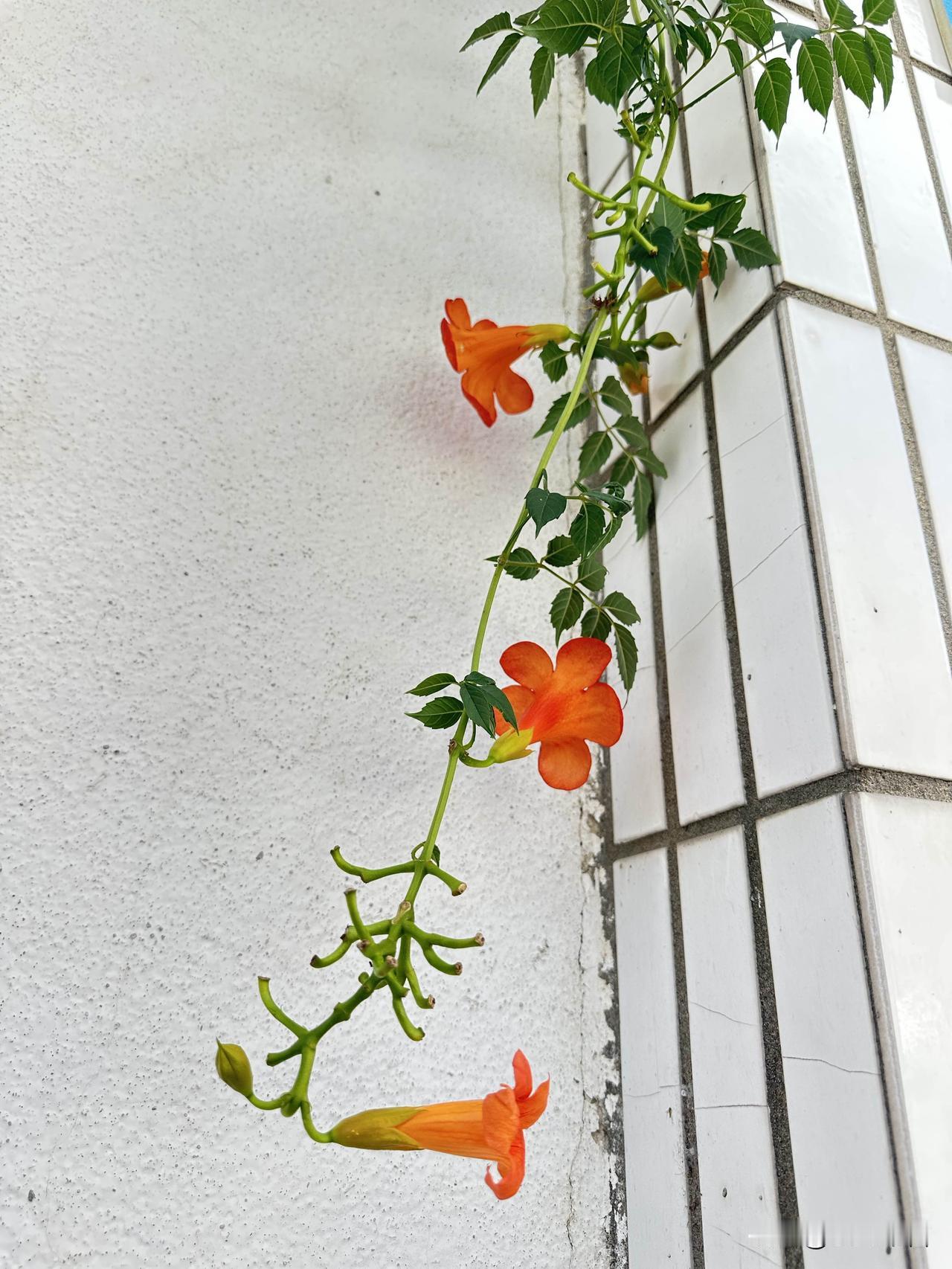 墙角一缕凌霄肆意舒展，橙红花朵迎风摇曳，邂逅夏日里的一抹明艳。