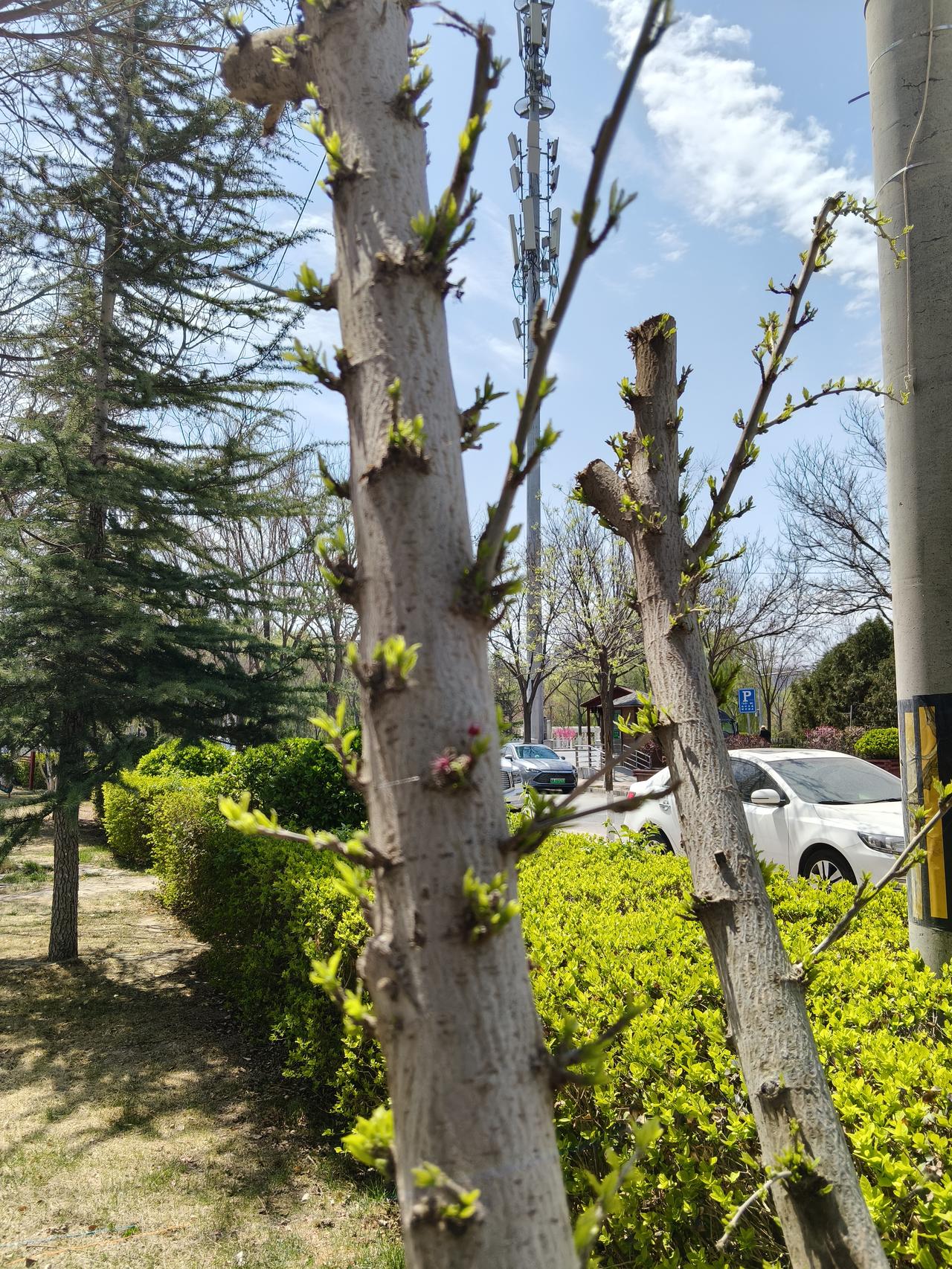 你相不相信兰州现在的树木还在发芽，在祖国的大西北我要长一棵绿色的树都是不容易的。