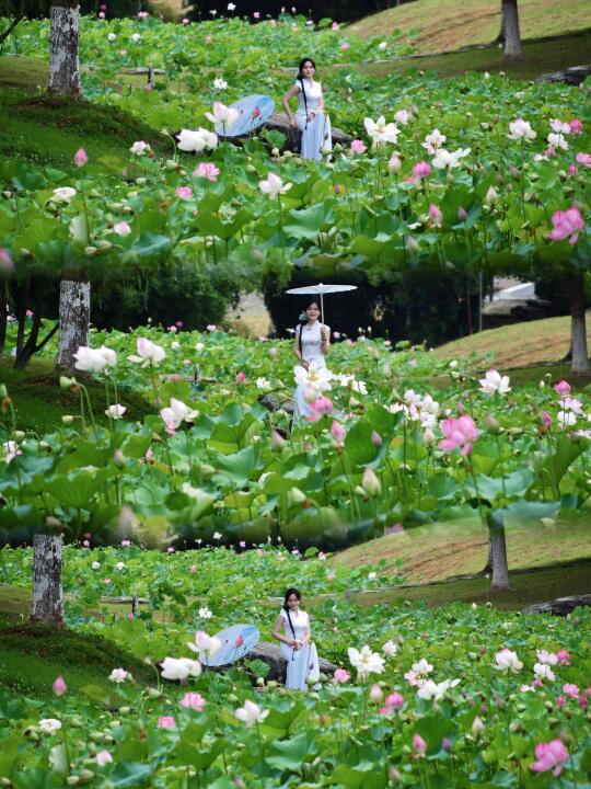 南昌🪷六月荷花满池塘