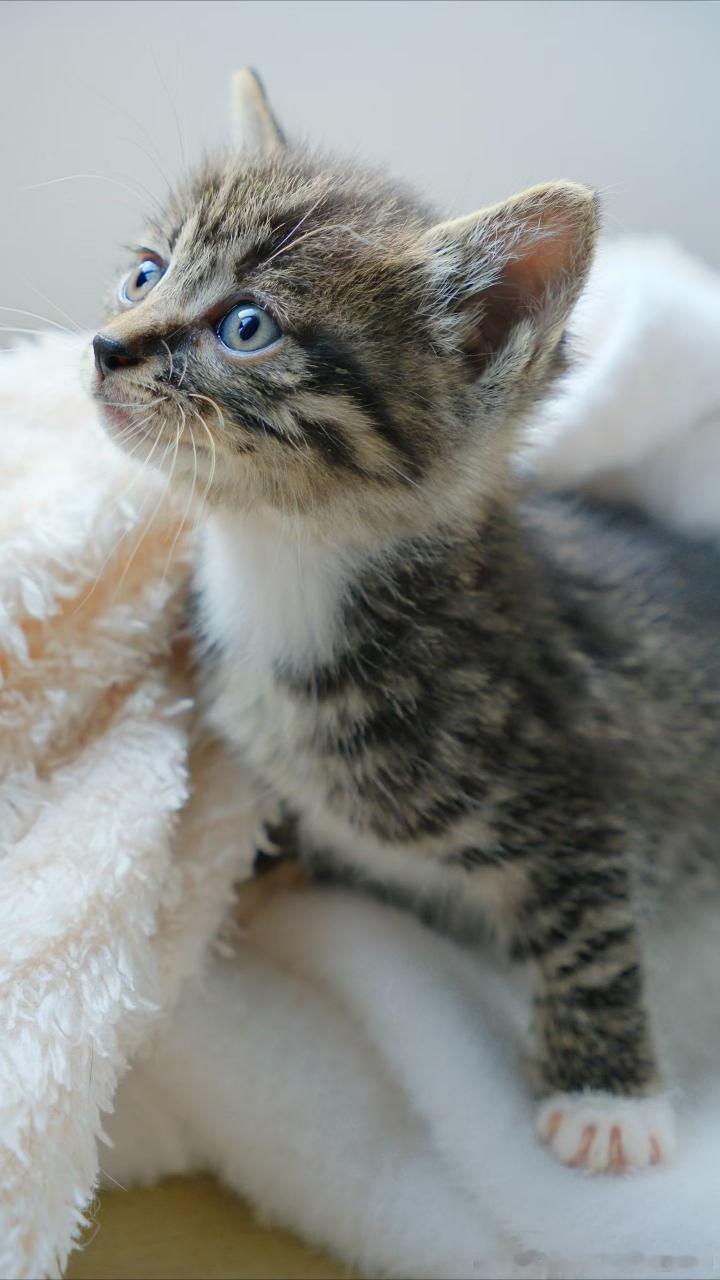 【领养】南京领养 南京小奶猫找领养。性格超好的三个小宝宝，两个月大左右，会用猫砂