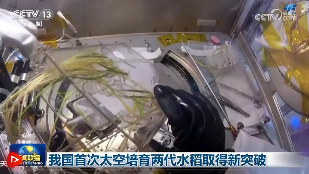 我国首次太空培育两代水稻取得新突破