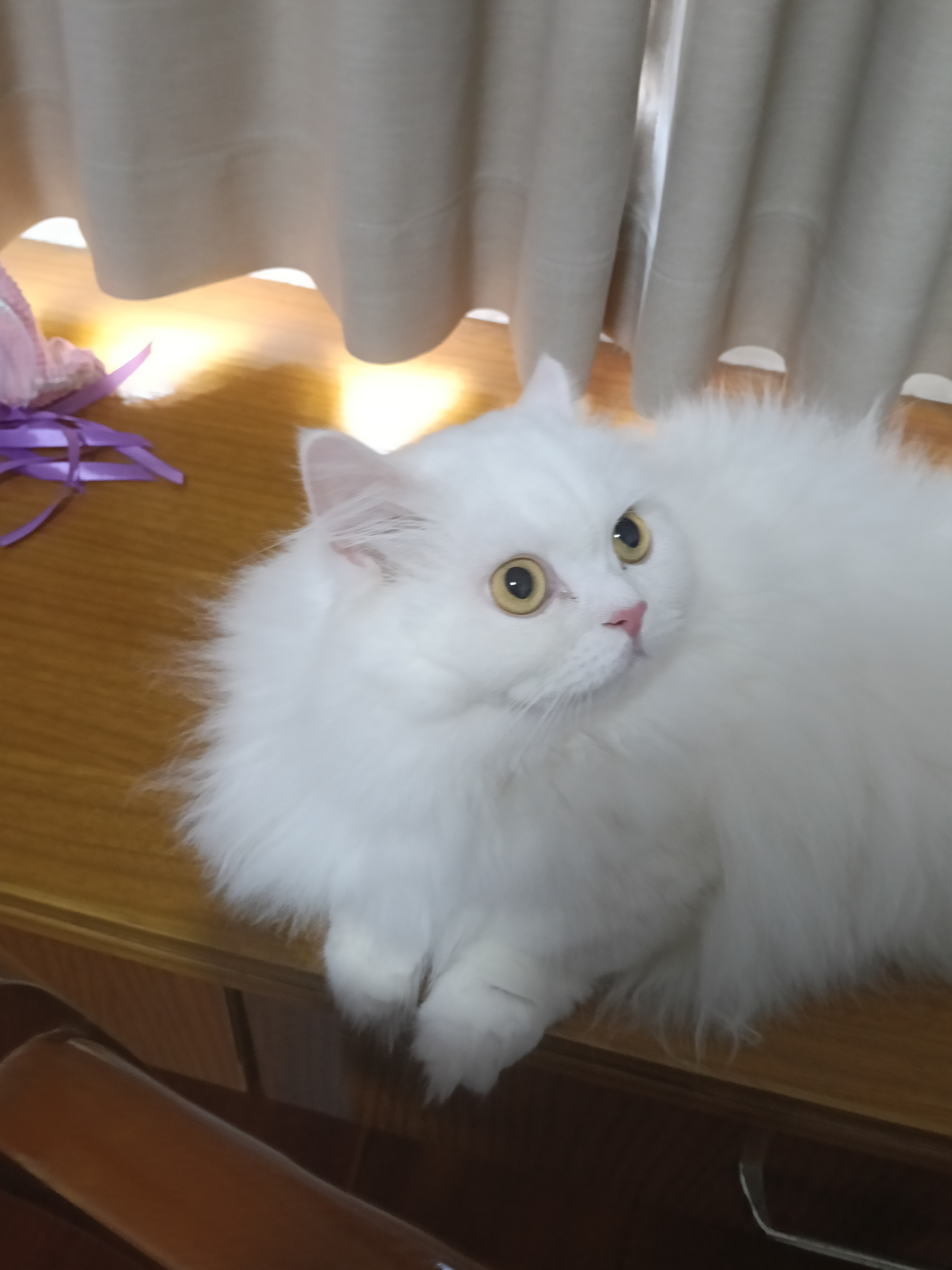 小笨猫今天又干了什么蠢事 