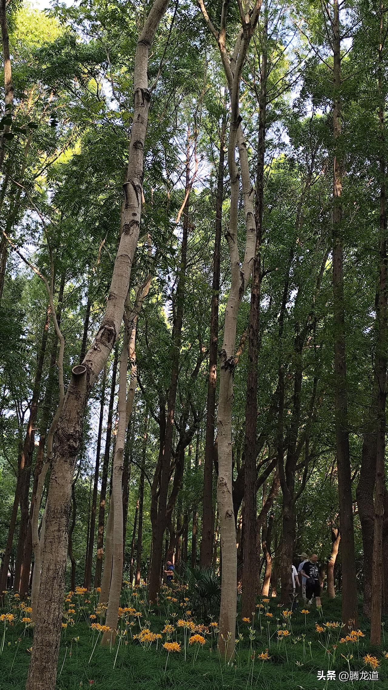 分享你手机中的花花草草大树小花齐茂盛