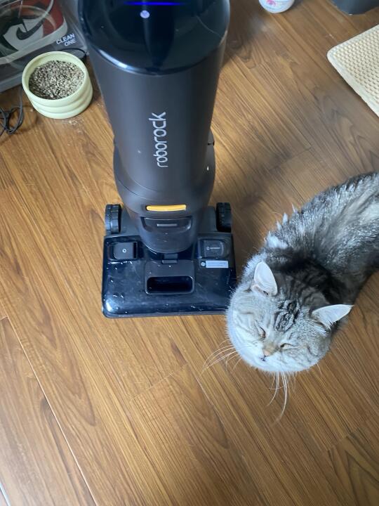 三猫一狗的家，掉毛季真的崩溃了！😭