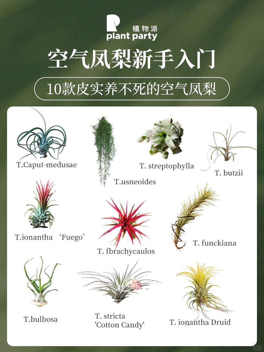 植物杀手也能轻松养好的10款空气凤梨‼️