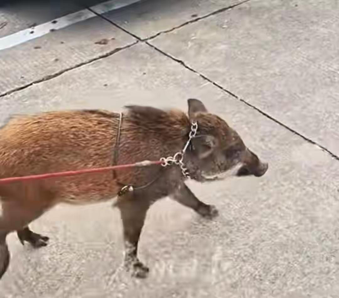 野生动物！
广州一男子收养野猪1年，野猪长到150斤成为“网红”。野猪最爱吃甘蔗