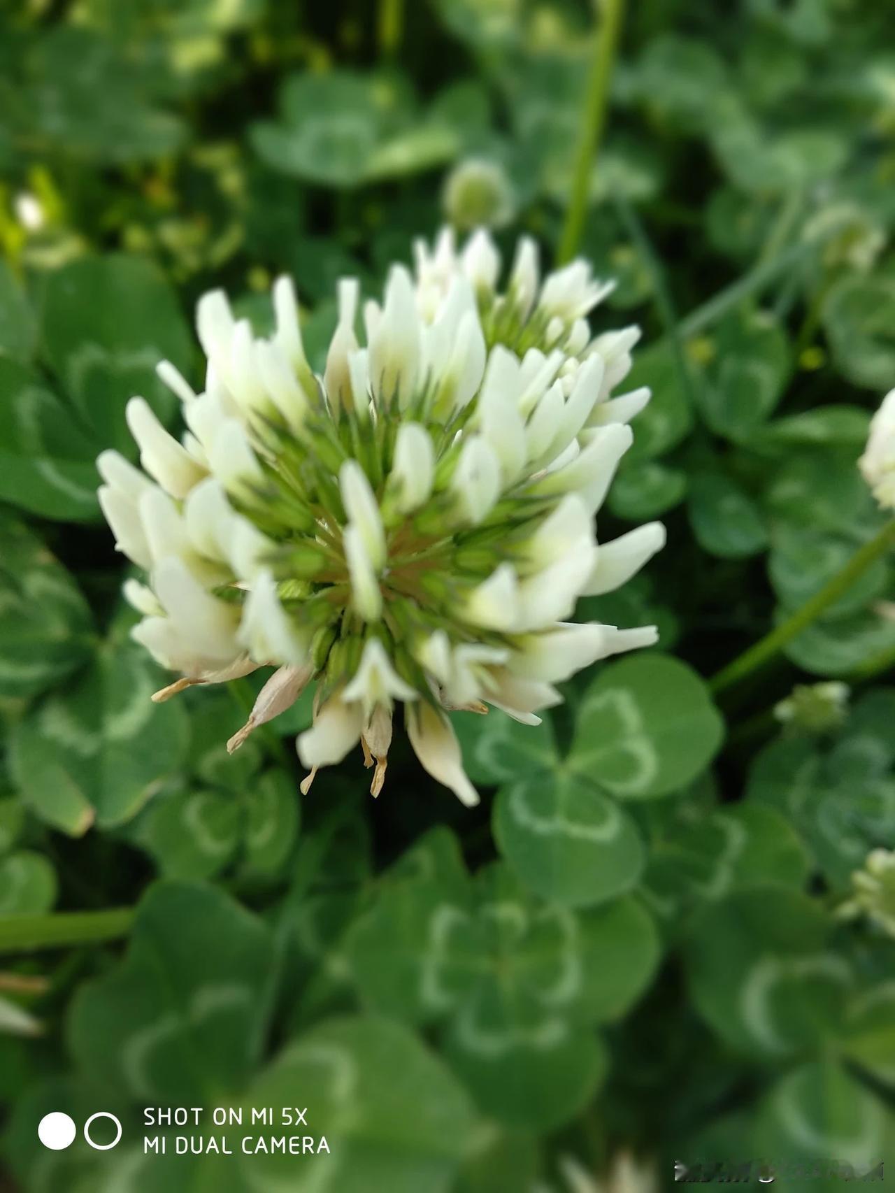 这都是什么花？谁认识？