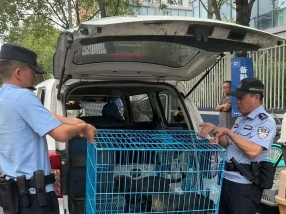 公安局门口失窃案，嫌犯是四只小狗🐶▪️00后民警通宵办案，凌晨2点发现汉堡外卖