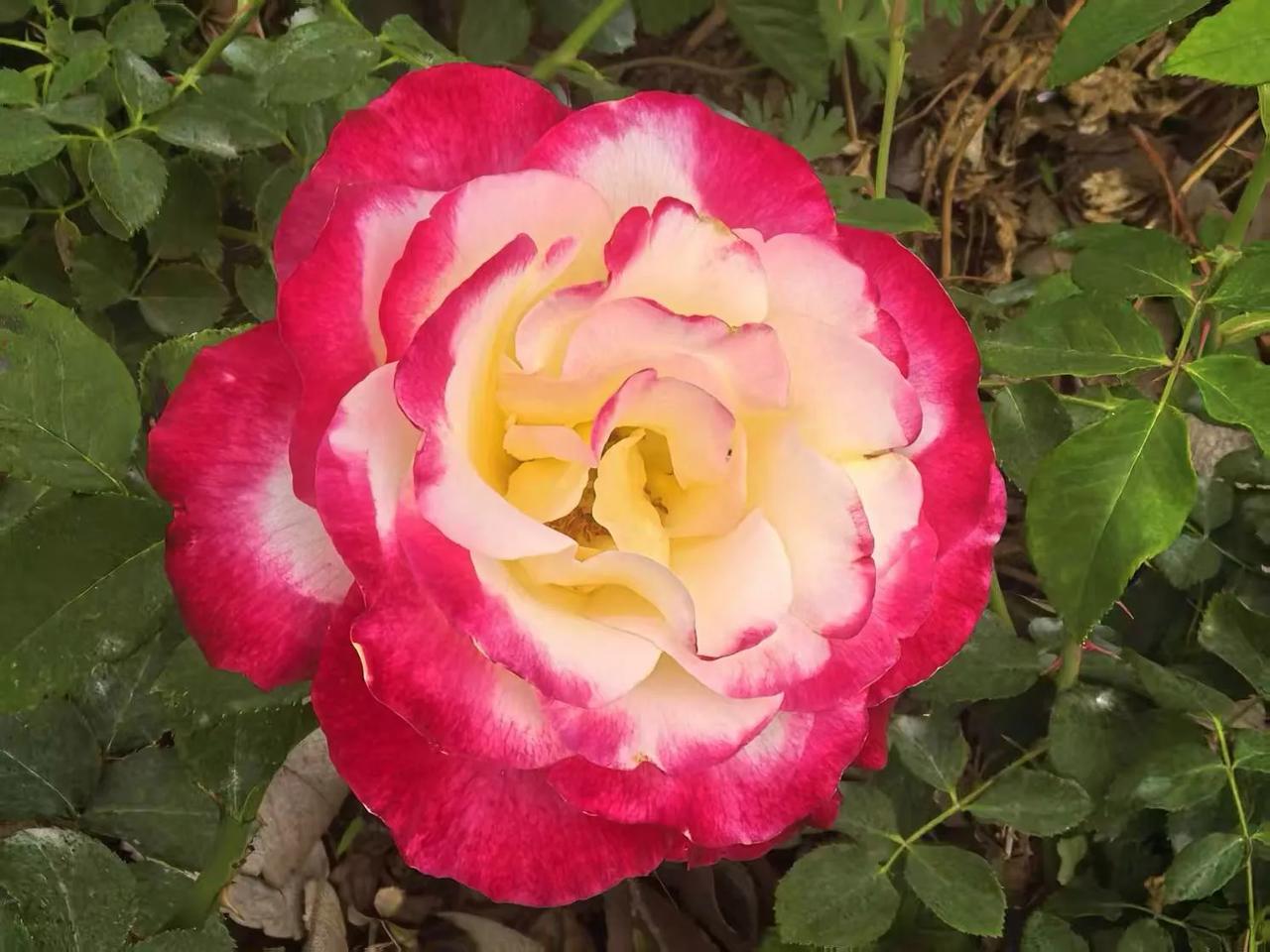 春日生活打卡季