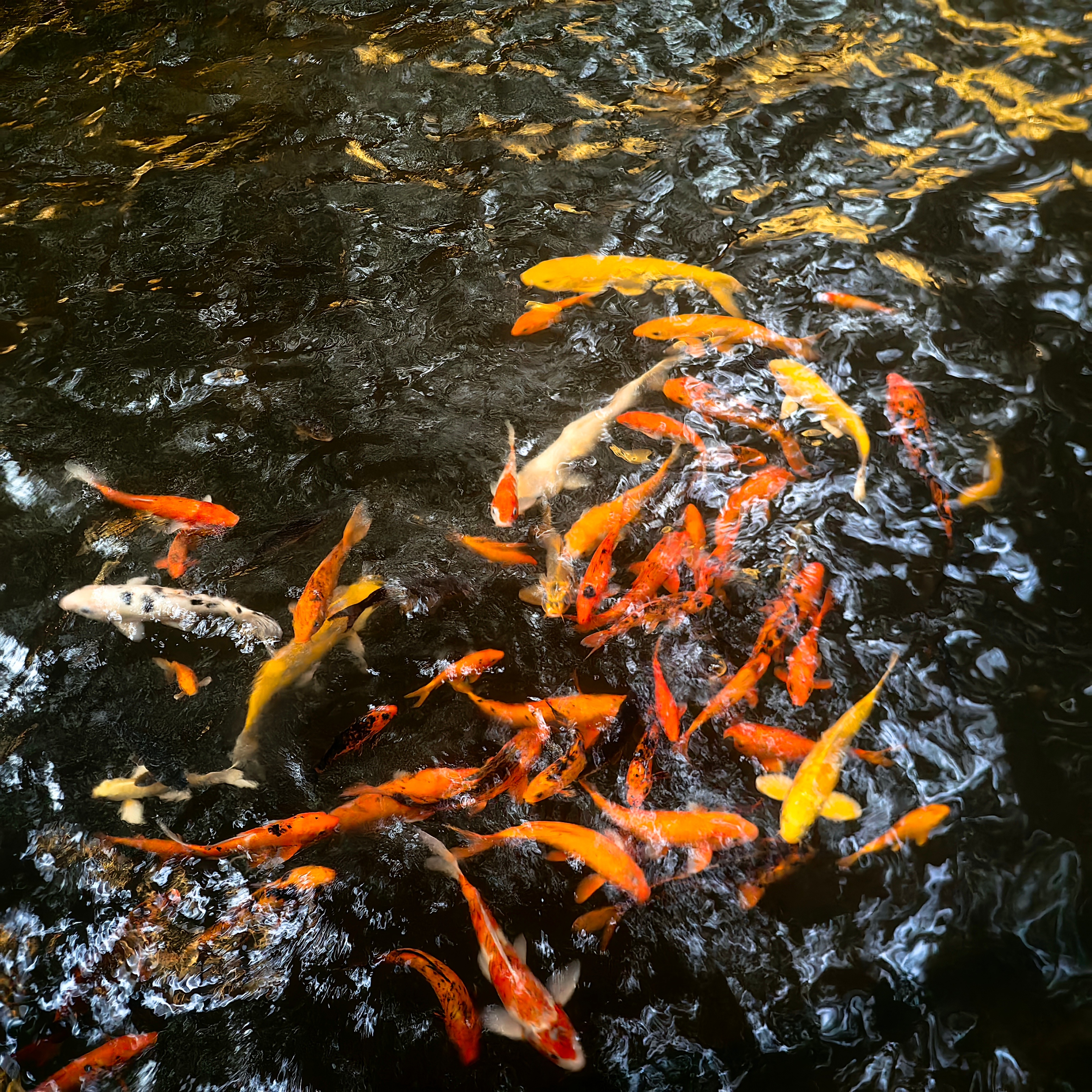 🐟 
