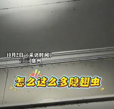 “防不胜防！”2025年10月，安徽宿州，一女子32楼的家中隐翅虫泛滥成灾，为了