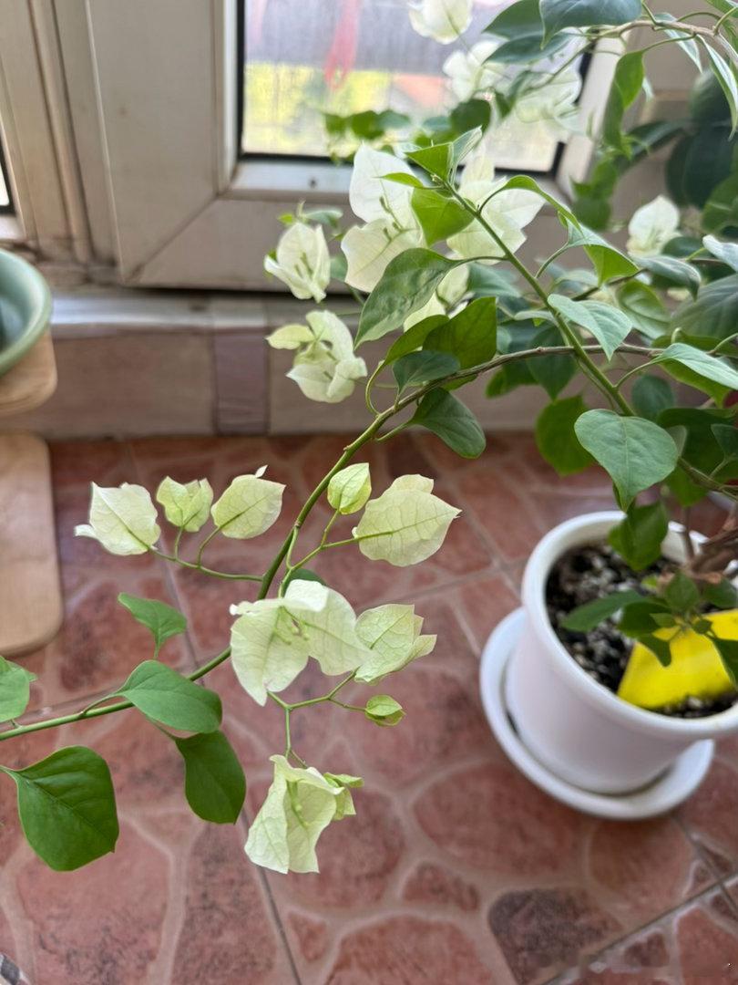 我的三角梅漳红樱，死活都不上色，已经是我们家采光最好的地方了啊