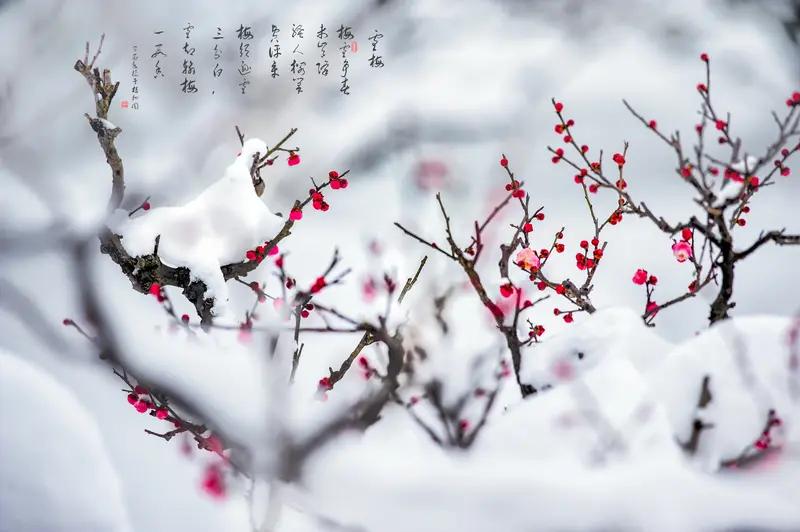 “雪抱梅花尘不染，雨滴荷叶边不沾”，这简直是神仙对联啊！雪拥着梅花，那份纯净让尘
