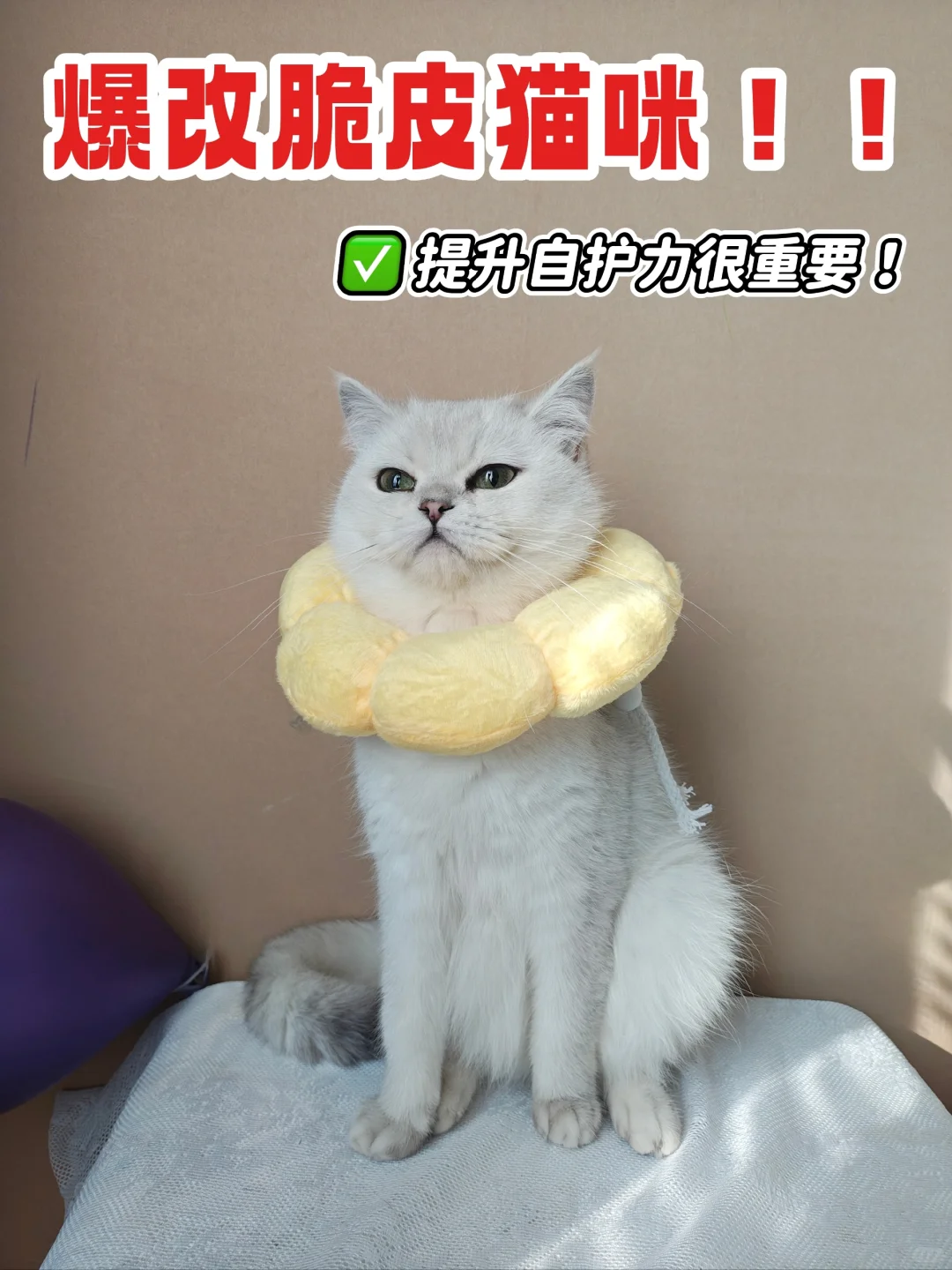 家有脆皮猫，全靠这袋猫粮“续命”！