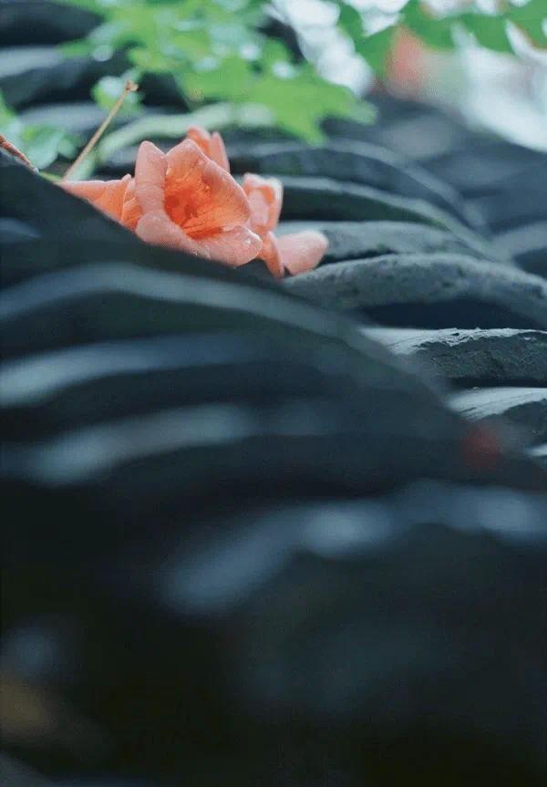 水纹·默斋主人原创自由诗总慢了一拍啊当我轻唤春天它已碎作水中细沙在指间，缓缓转凉