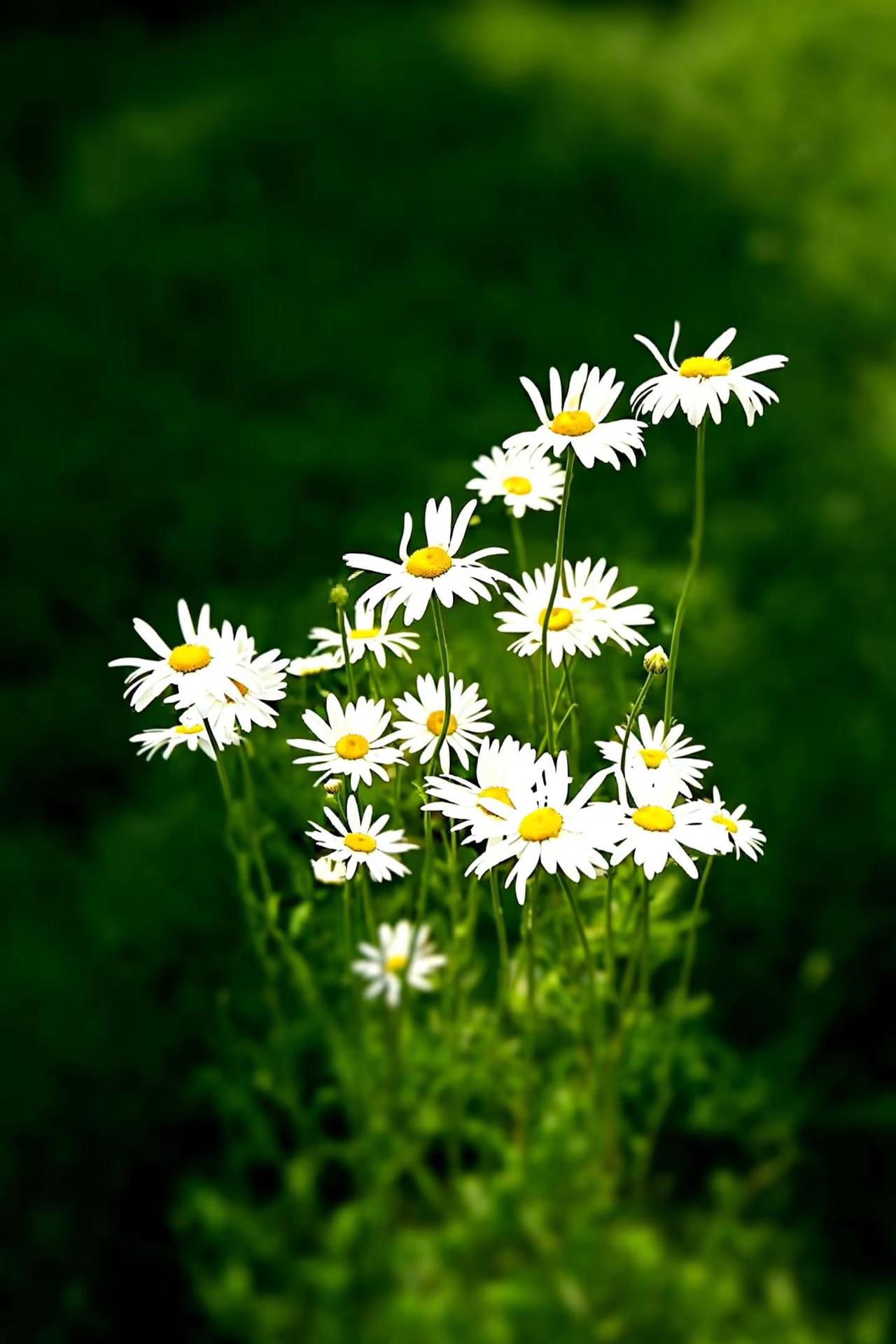 梦里百花开。玩法合伙人计划