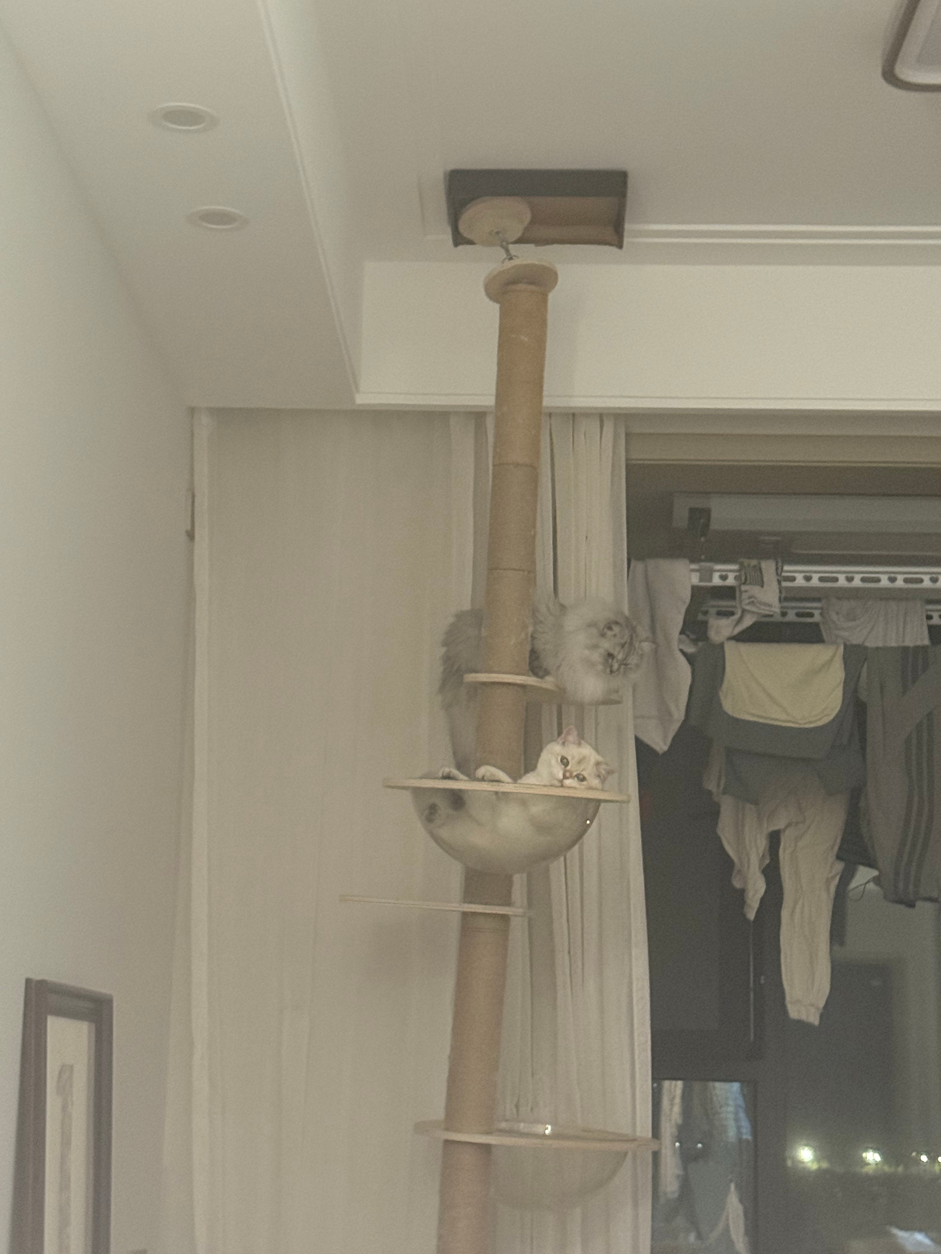 笑得不行了 秦老师毒奶自己 一睁眼就看见真的倒了