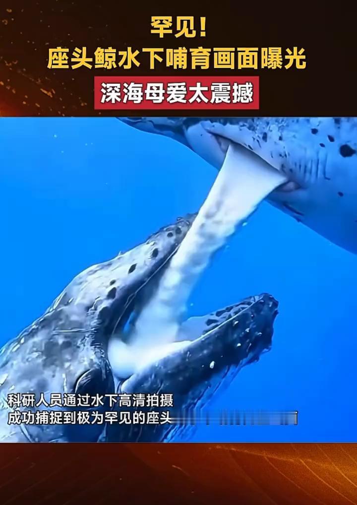 罕见！座头鲸水下哺育画面曝光，深海母爱太震撼！
科研人员通过水下高清拍摄，成功捕