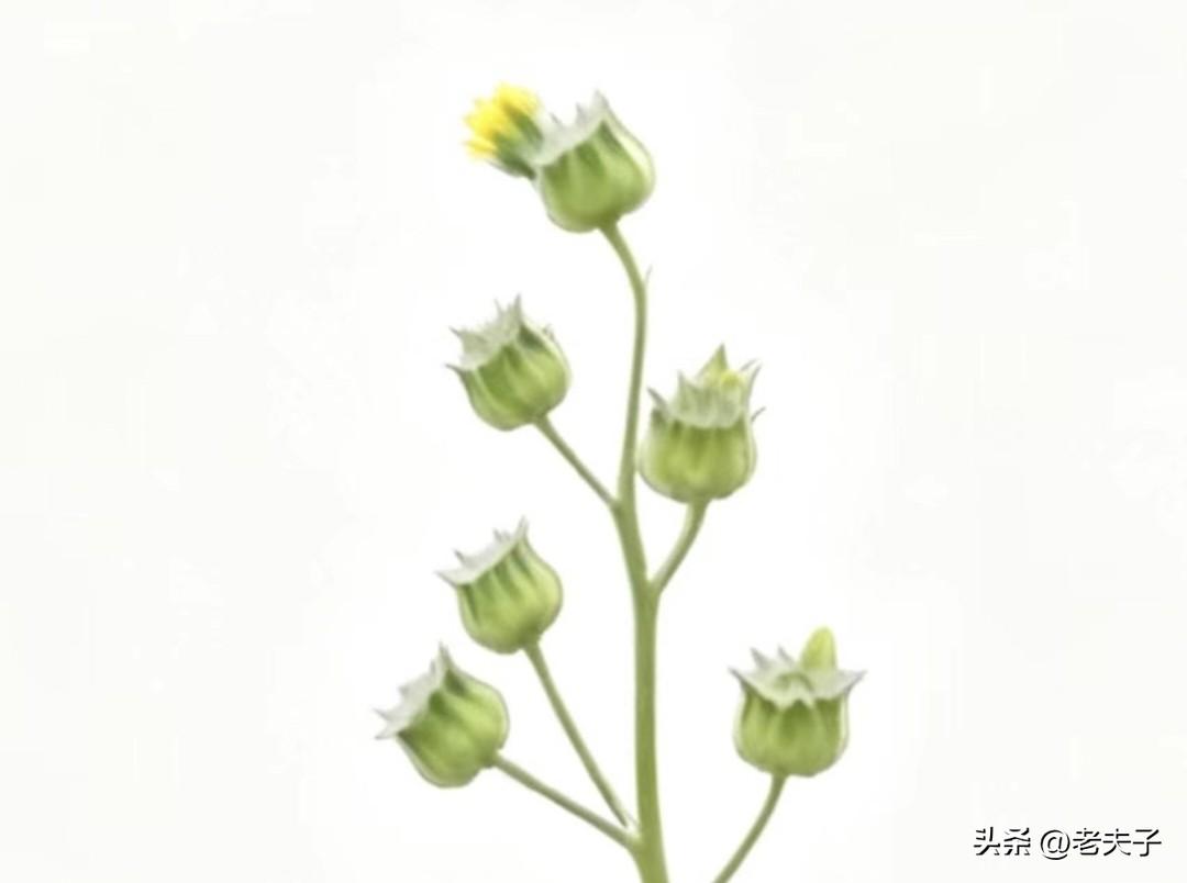 东北方言之（792）麻果：
东北口语里的麻果是指茼麻的果实。
外形青绿色，像个小