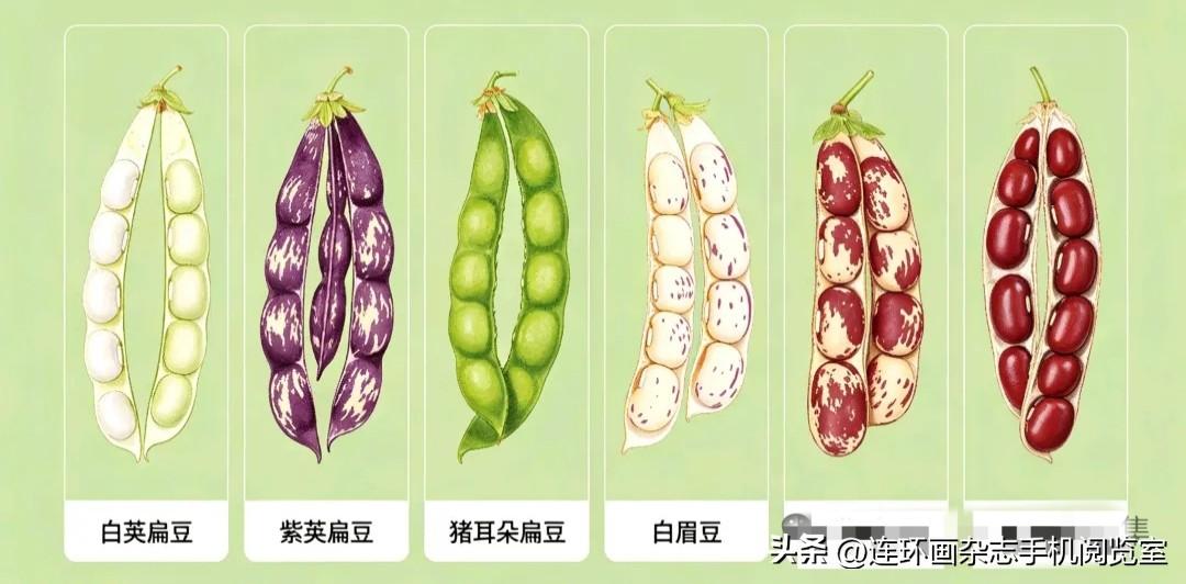 豆类图解〔老书老画〕
