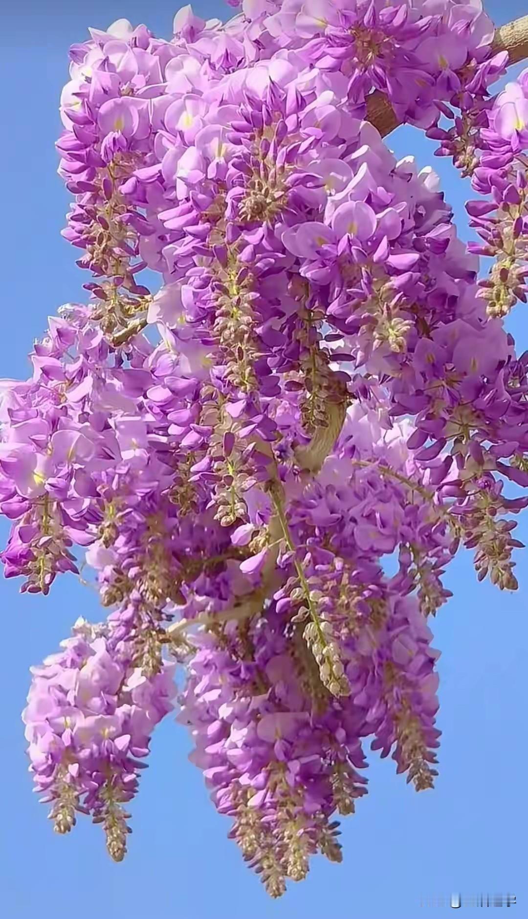 紫气东来 紫滕花开 紫气盈门