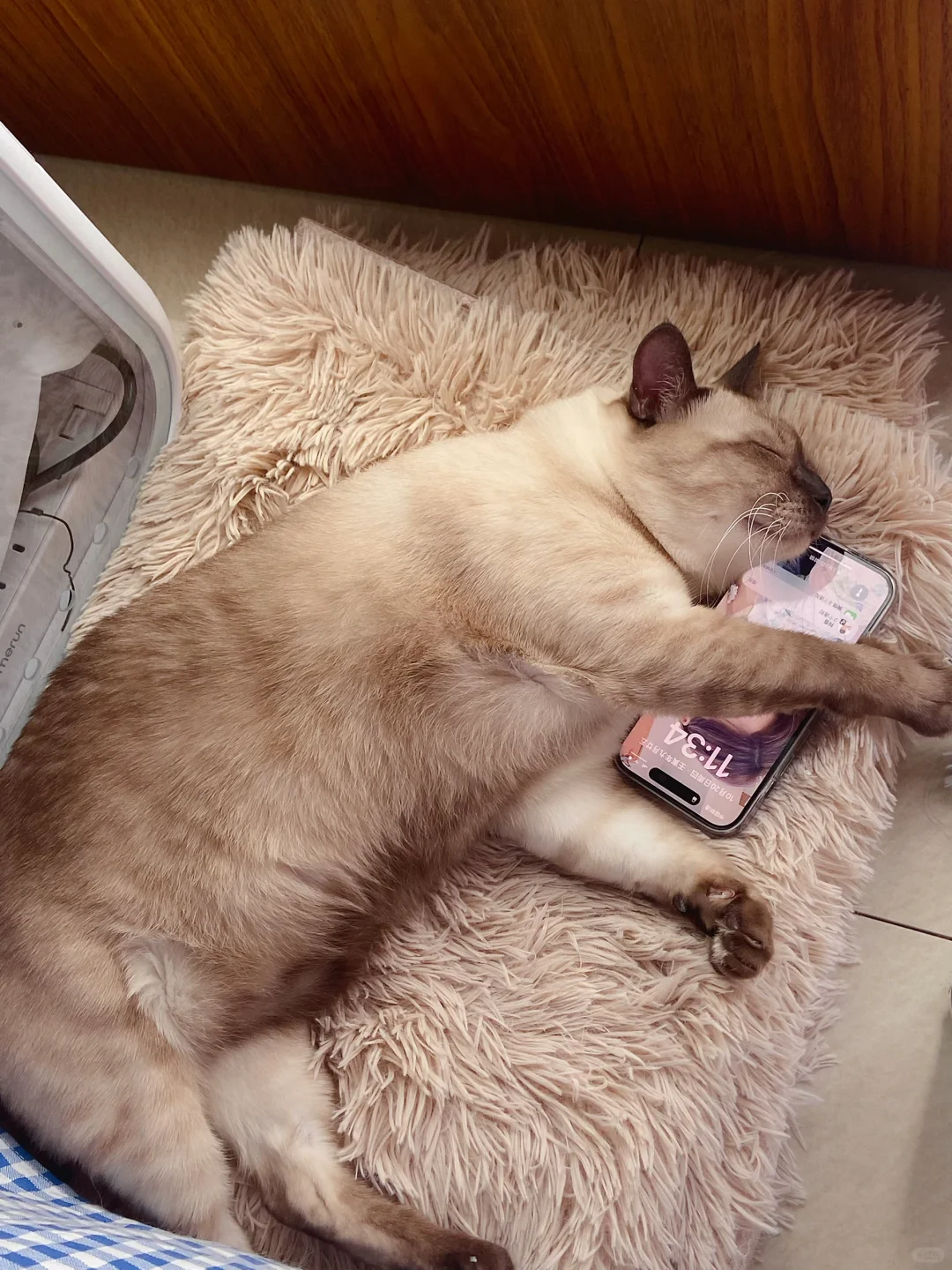 我养出来的猫跟我一毛一样