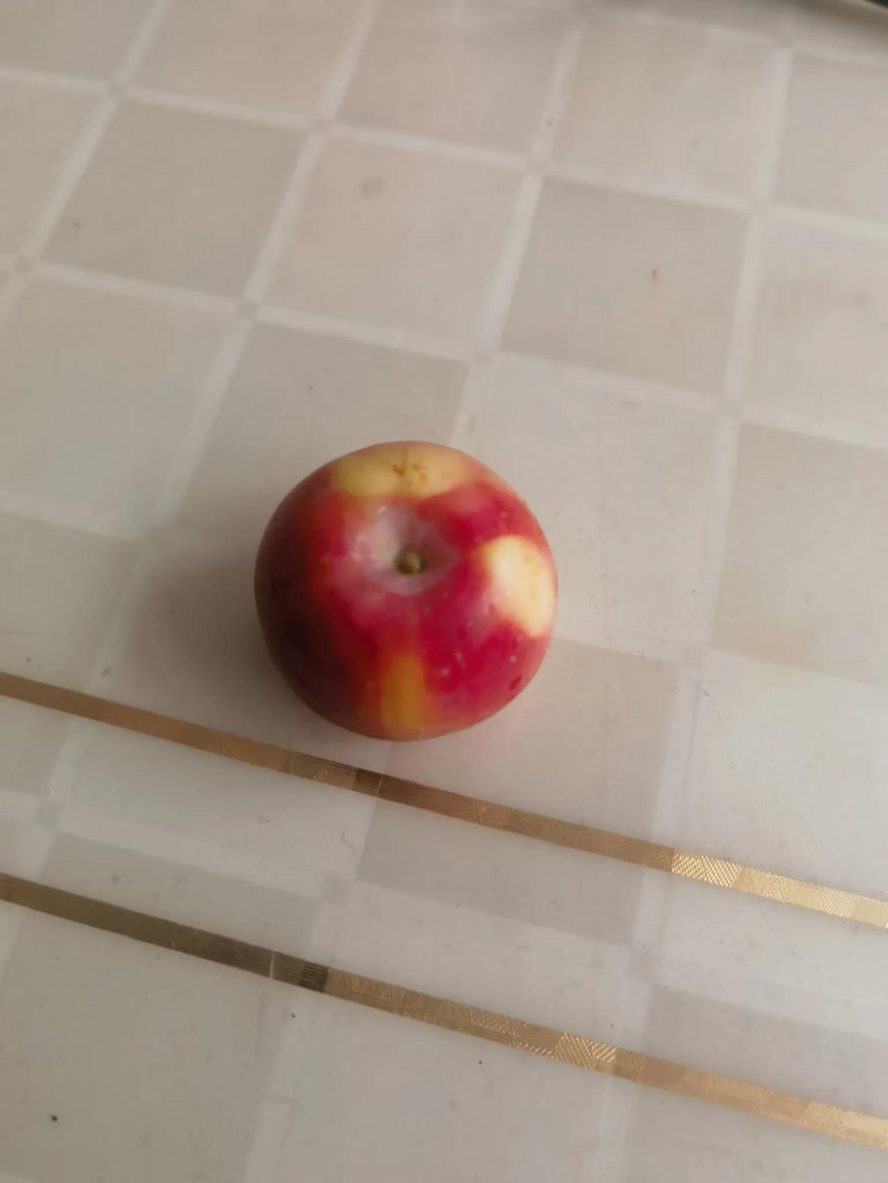 原产的苹果这么小啊！怪不得现在的大苹果被老人称作“洋苹果”。这果直径只有3cm左
