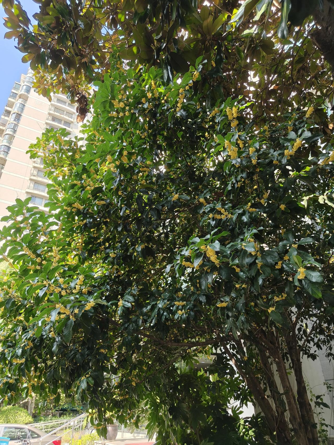 花草🌿日记～桂花∠※

秋日午间随手拍实景图分享！

🌼🌼🌼🌼🌼🌼