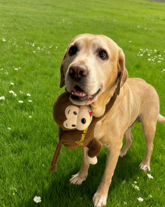 小狗的快乐很简单