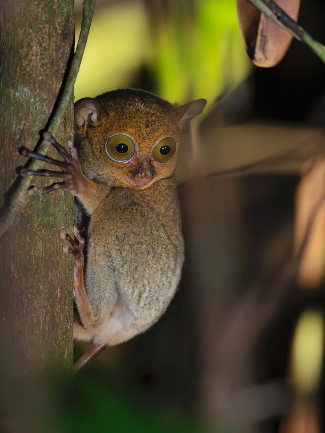 沙巴午夜精灵（上）