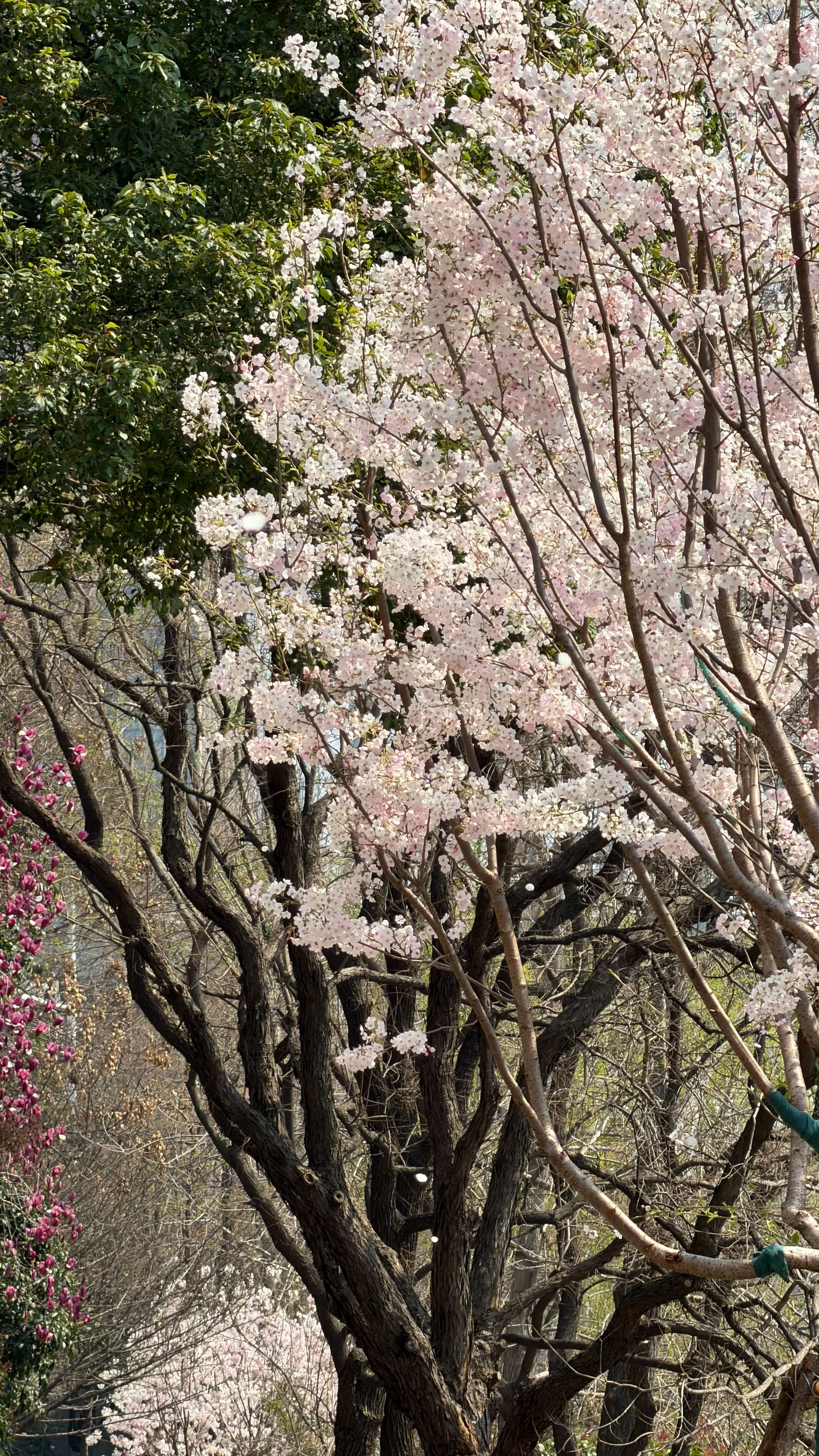 最近武汉的天气特别好 小伙伴把手机也拿出来晒晒太阳