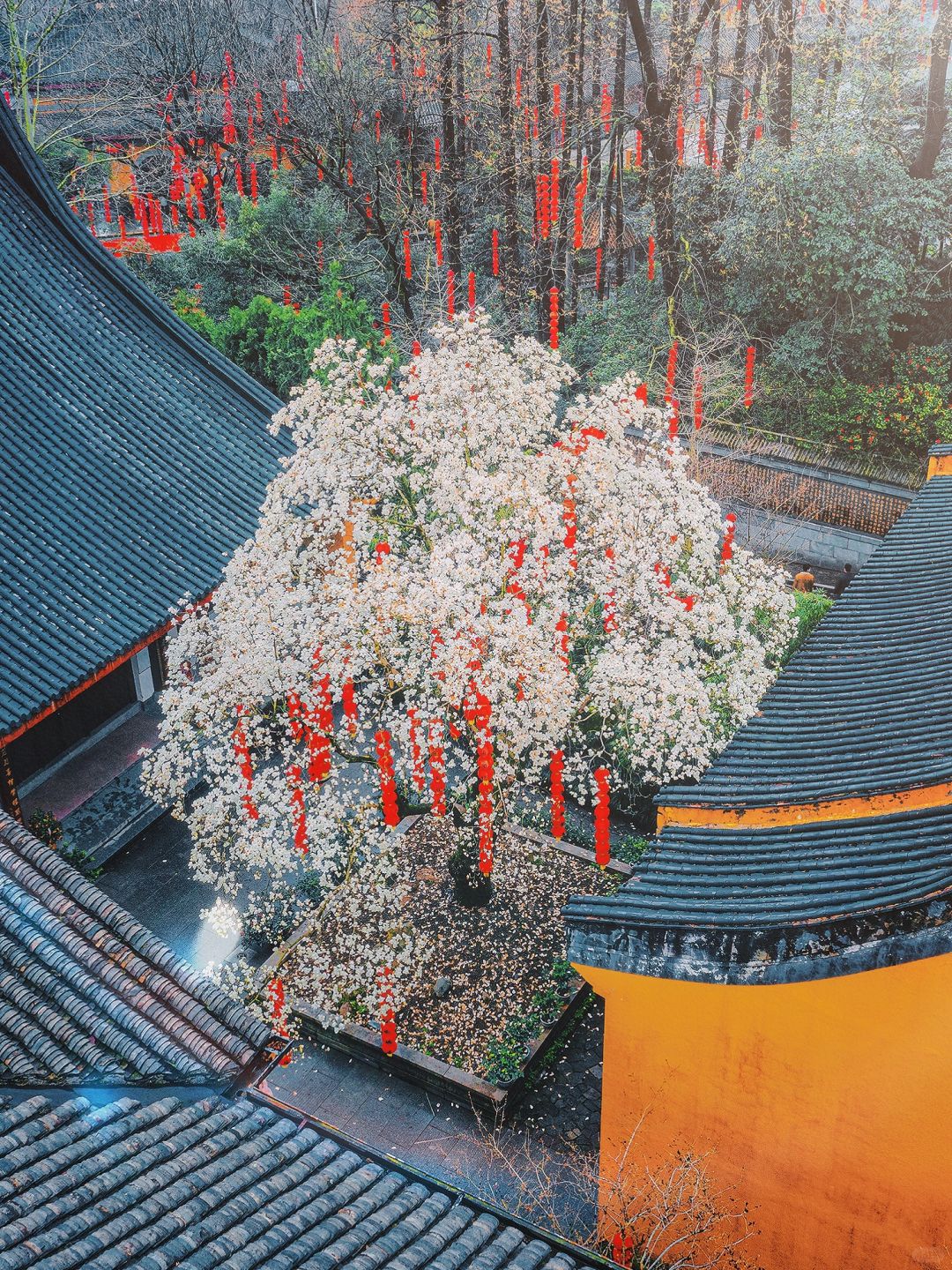 全杭州都在等‼️法喜寺五百年玉兰下周绽放