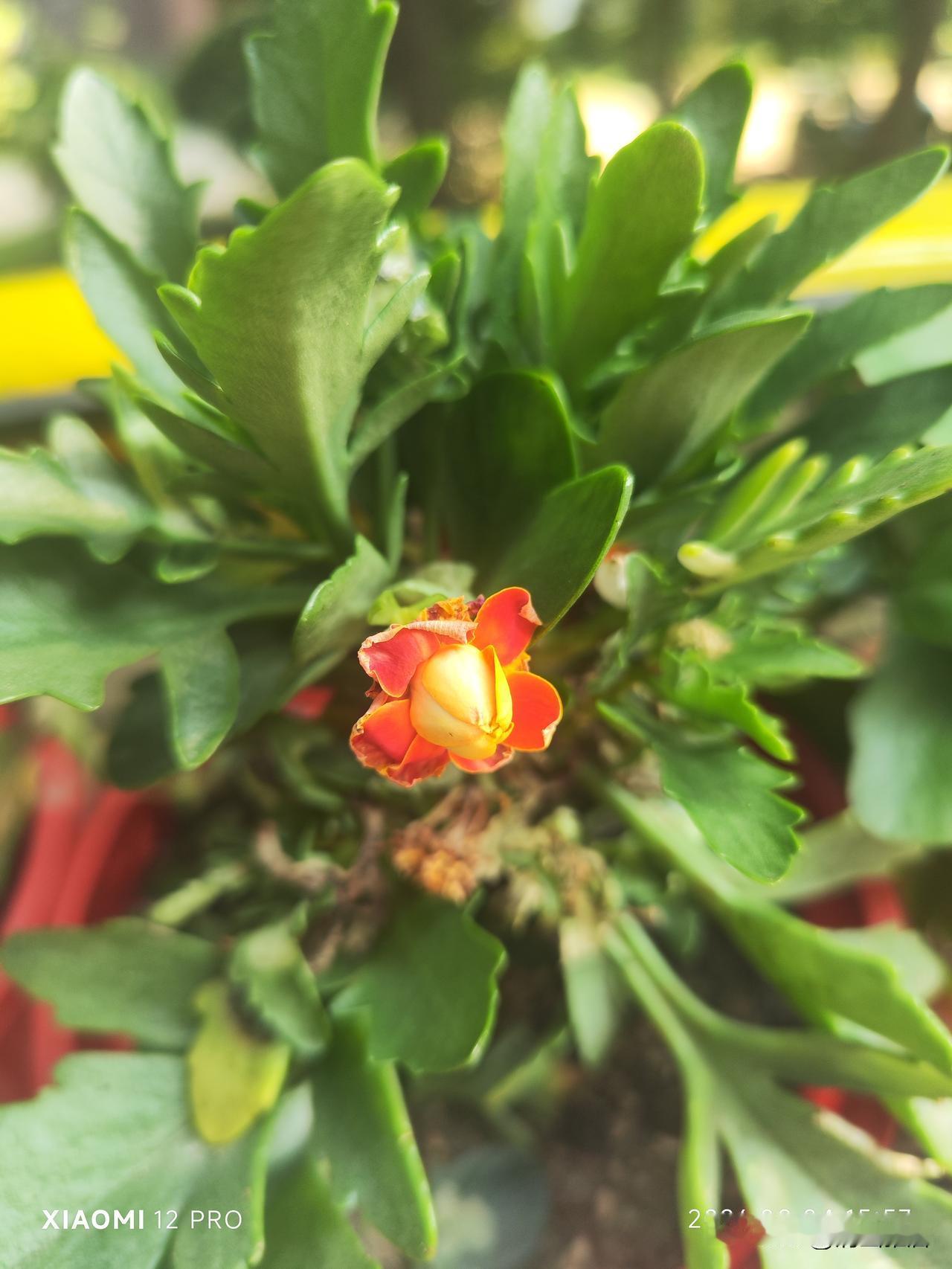 晒图笔记大赛谁说长寿花难度夏？今年沈阳经历了大暴雨、长时间的高温天气，我把长寿花