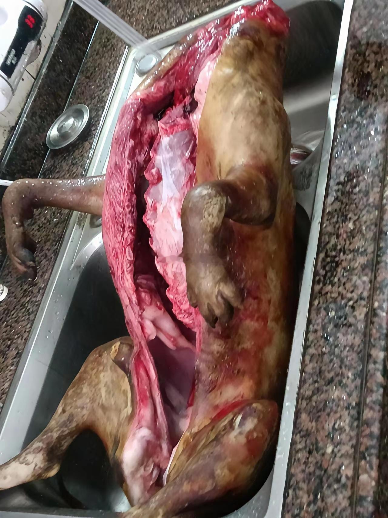 爱狗人士，真心看不得这个图片… 