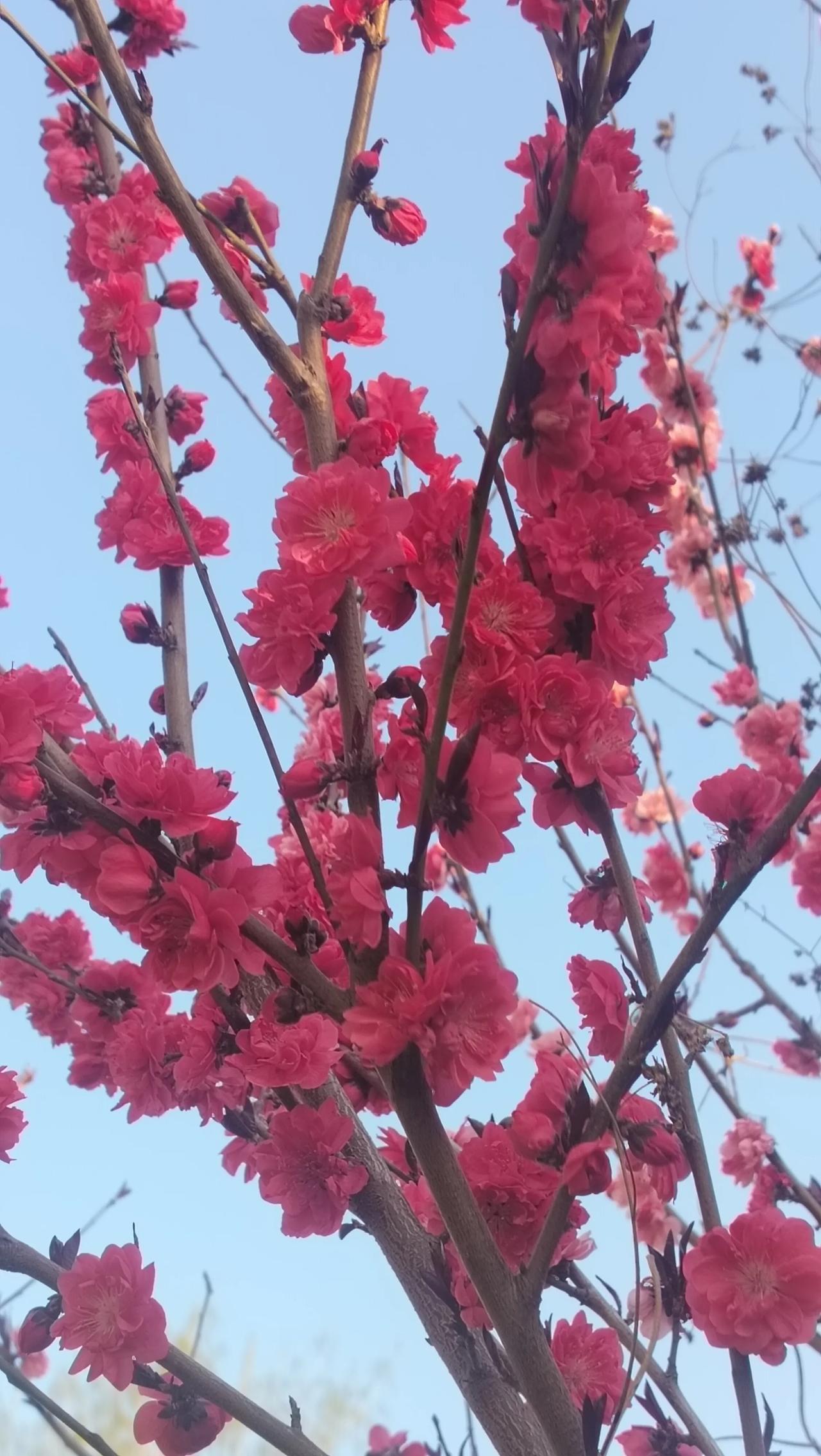 我家门口这棵树真是太漂亮了！今天送闺女上学回来一抬头，满枝的红花就像烧旺的火苗，