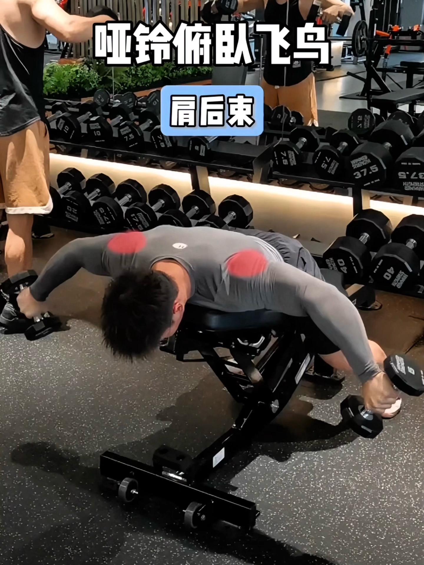 哑铃俯卧飞鸟，保姆级教程！ 一、目标肌群 哑铃俯卧飞鸟，肩后束 二、练...