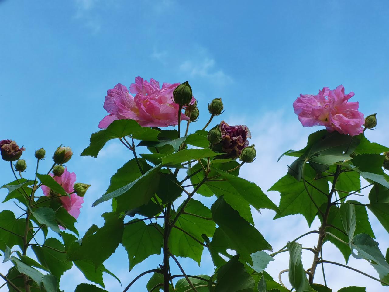 花儿为什么这样红？