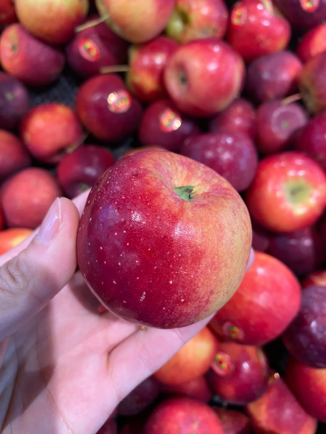 东北大秋果龙丰果好吃😋嘎嘎脆