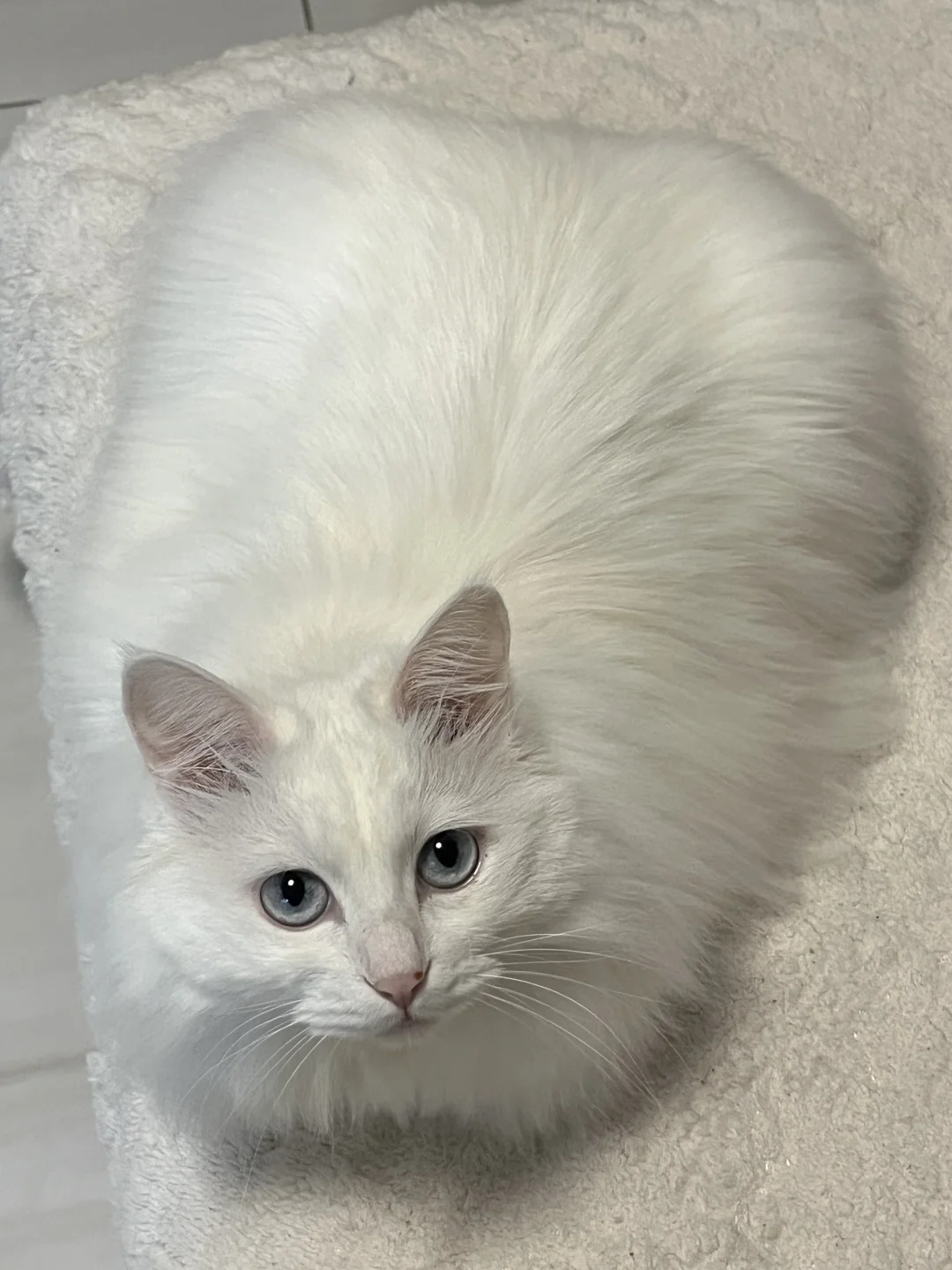 一辆猫