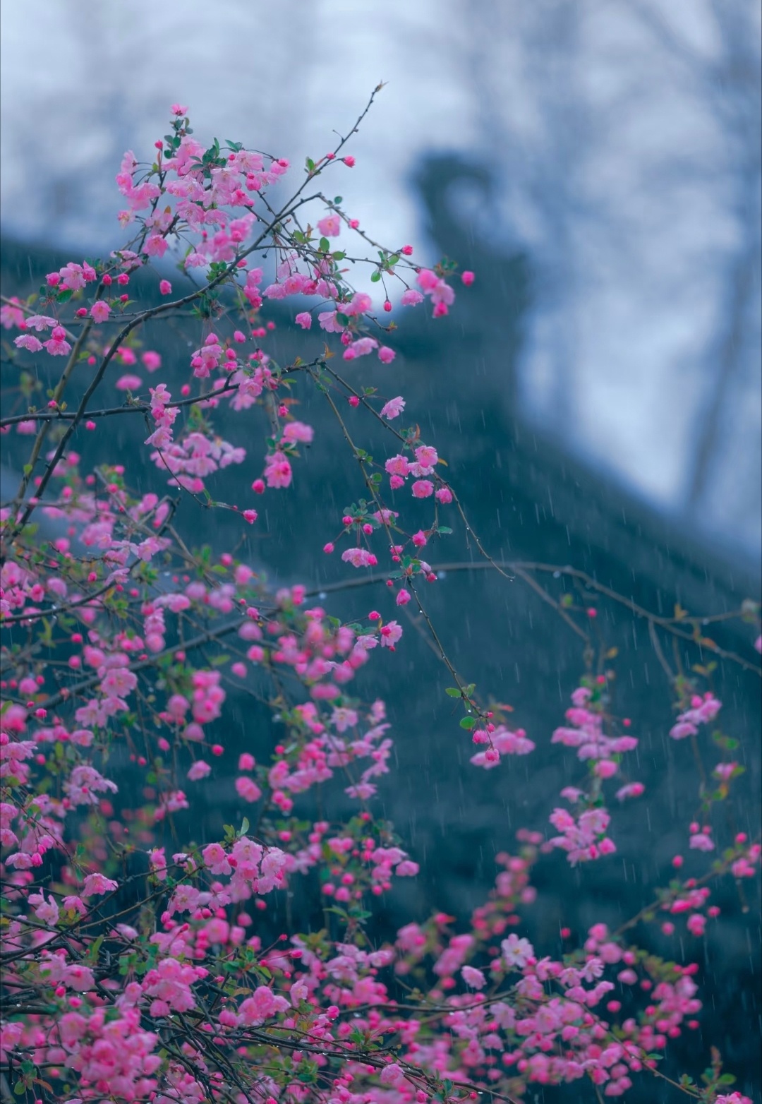 “ 海棠带雨湿红妆 … ” 