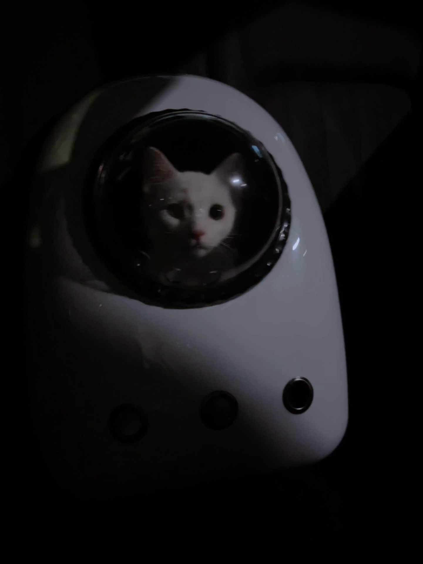 哥致力于让每一位家庭成员跟他一起出去玩小咪实在是太可爱了😻 ​​​
