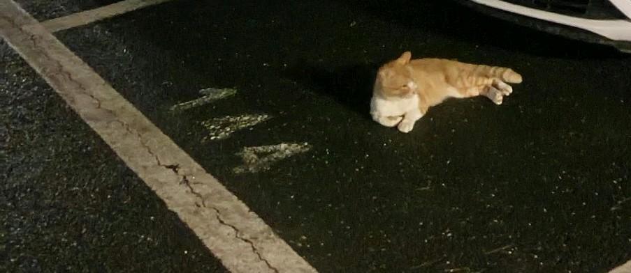 晒图笔记大赛这只可爱的小猫很淡定啊，对着它拍照还开着闪光灯，估计拍了几分钟吧，它