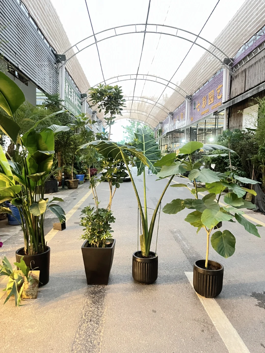 快来给新家 新店挑植物！！抄作业了！！！