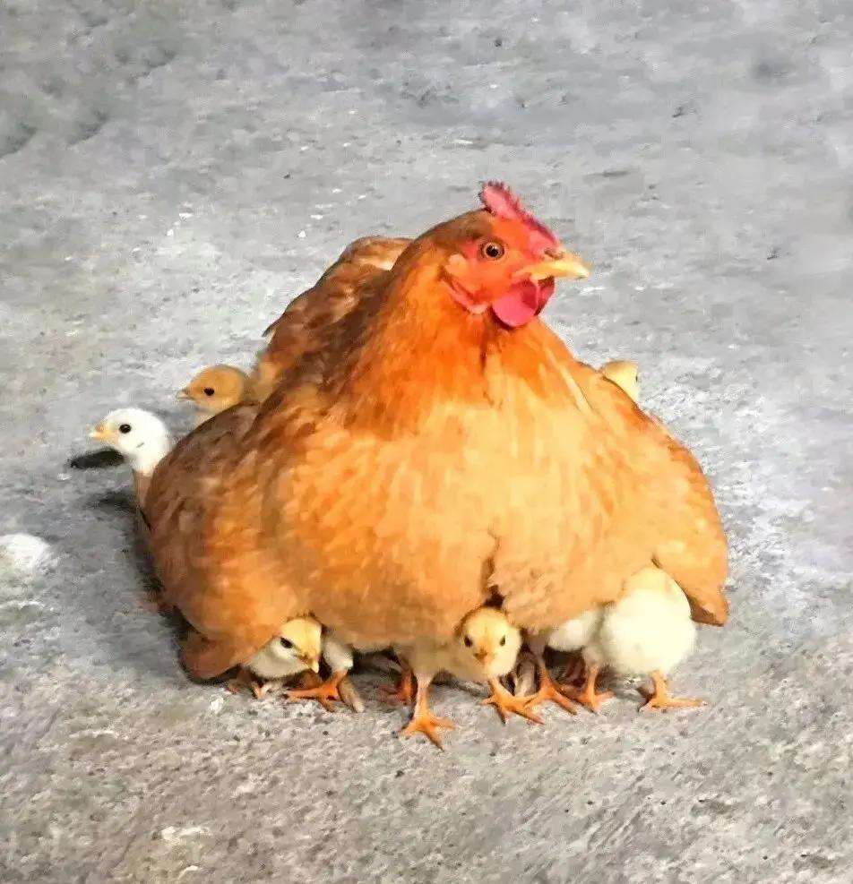 倪萍借钱救子第十年，闫学晶还在攒学费
 
倪萍说，最穷那年把首饰全卖了，只够虎儿