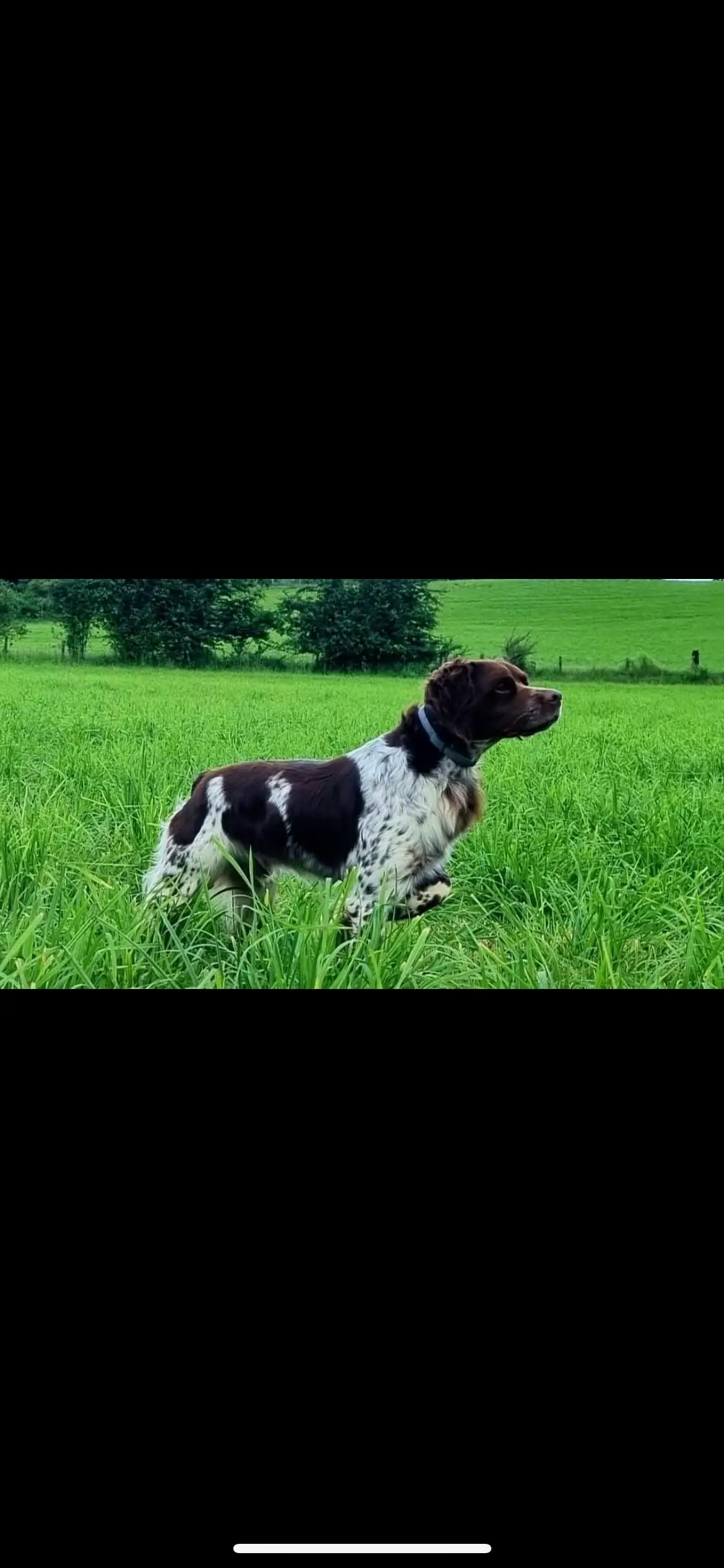 法国🇫🇷遗传学 棕色布列塔尼犬