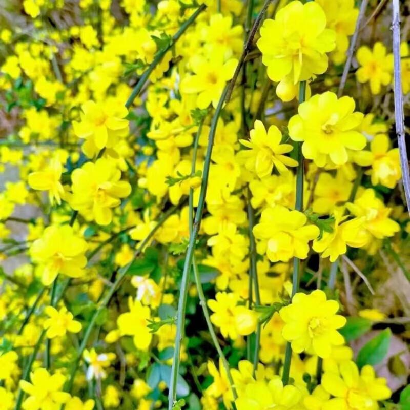 迎春花

早春二月
乍暖还霜
她不是刻意的去争春
而是冰土下的暖意通过根系
为她